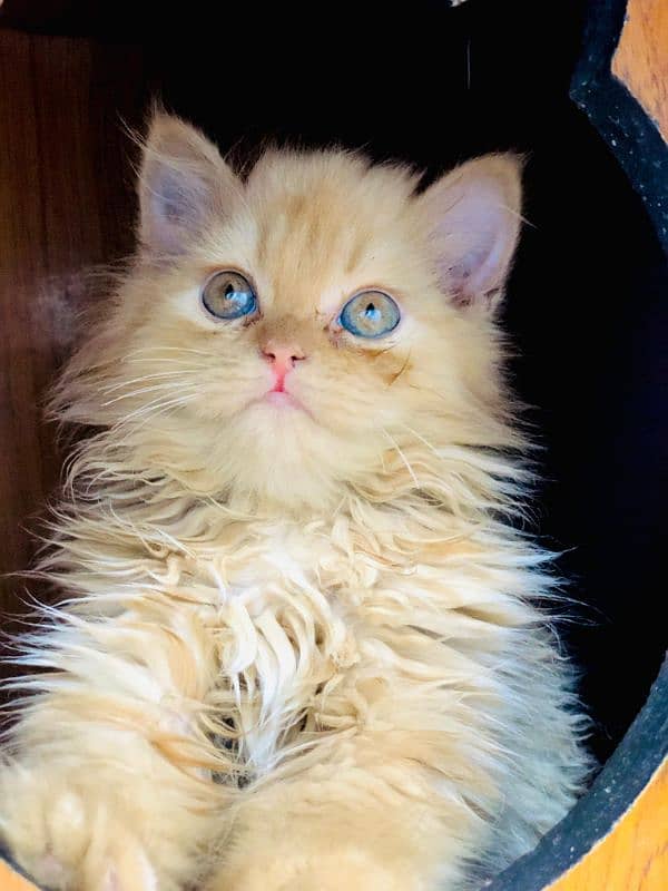 Persian Punch face triple coat cat Kitten 6