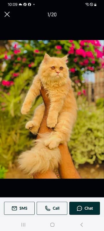 Persian Punch face triple coat cat Kitten 8