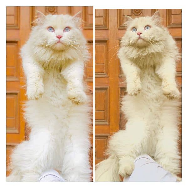 Persian Punch face triple coat cat Kitten 10