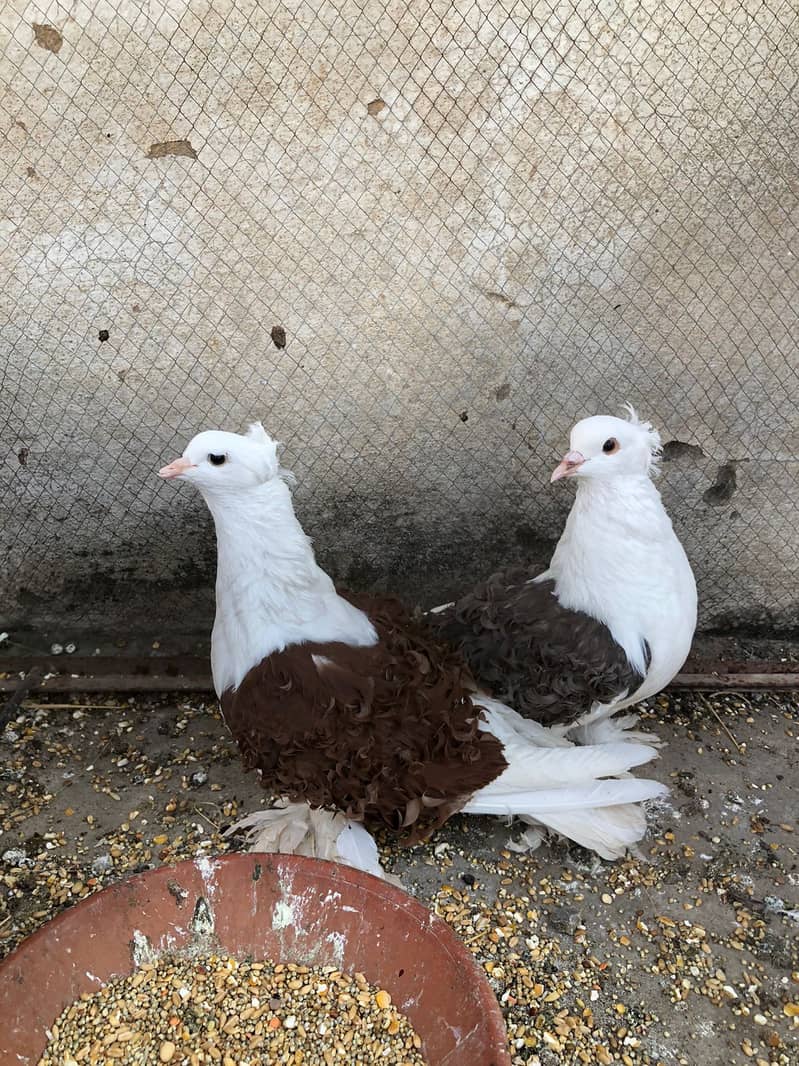 Pure Lahori Sherazi ( Jumbo Size mai ) or Frill Back Breeder Pair 4