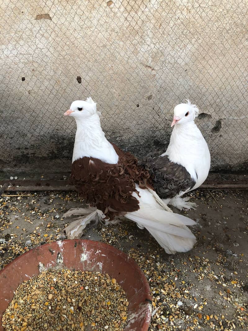 Pure Lahori Sherazi ( Jumbo Size mai ) or Frill Back Breeder Pair 5