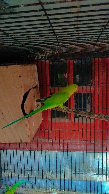 Green parrot breeder female 0