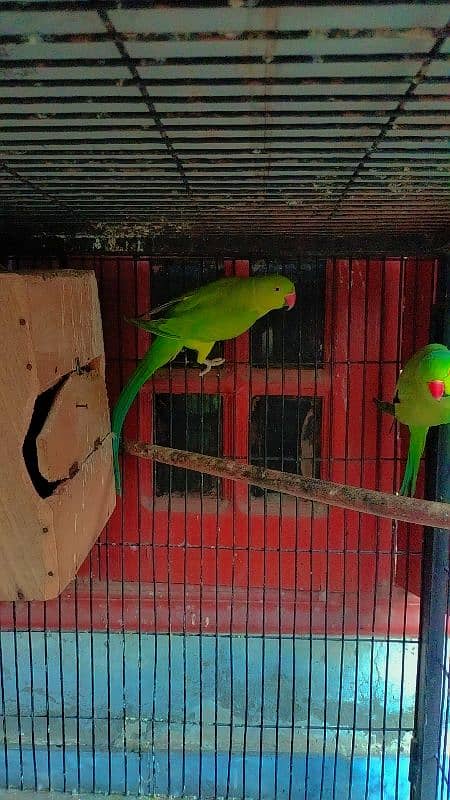 Green parrot breeder female 2