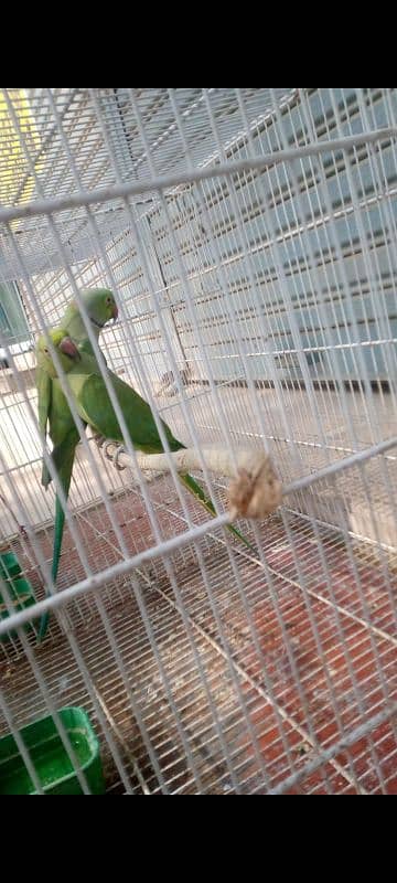 Green ringneck breeder pair extra 2 male bhi available 0