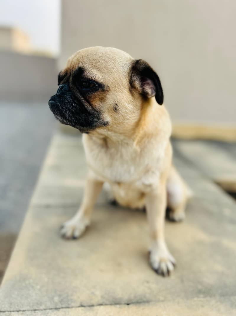 Female Pug Dog For Sale 2