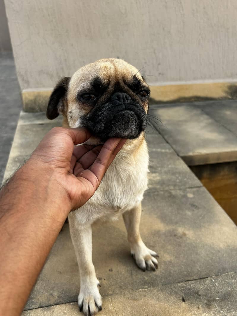 Female Pug Dog For Sale 3