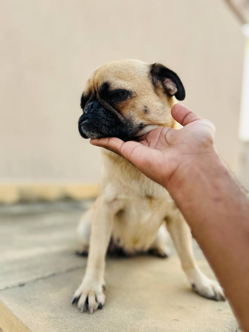 Female Pug Dog For Sale 4