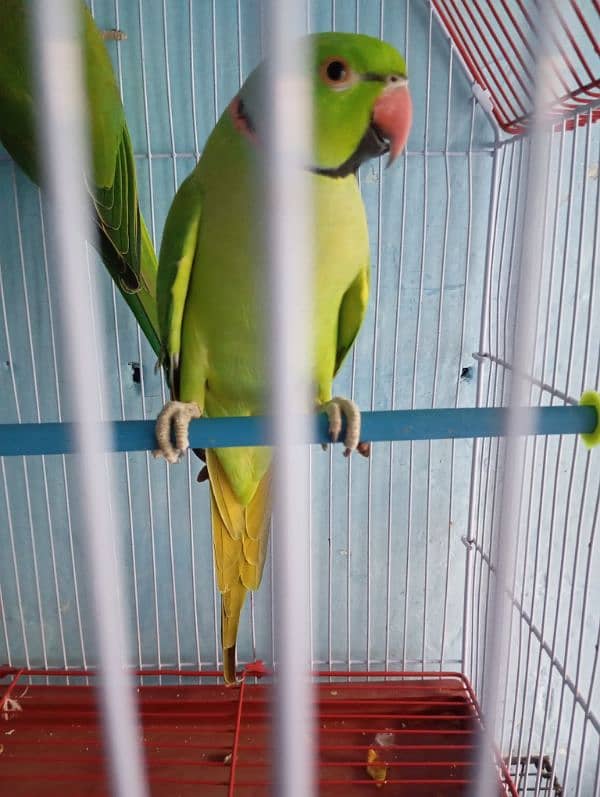 Green ringneck breeder pair extra 2 male bhi available 1