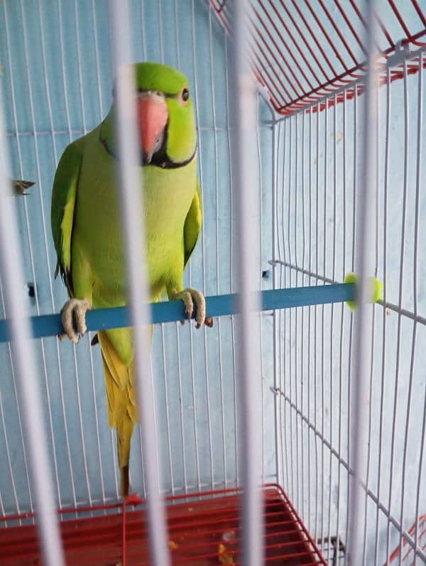 Green ringneck breeder pair extra 2 male bhi available 2