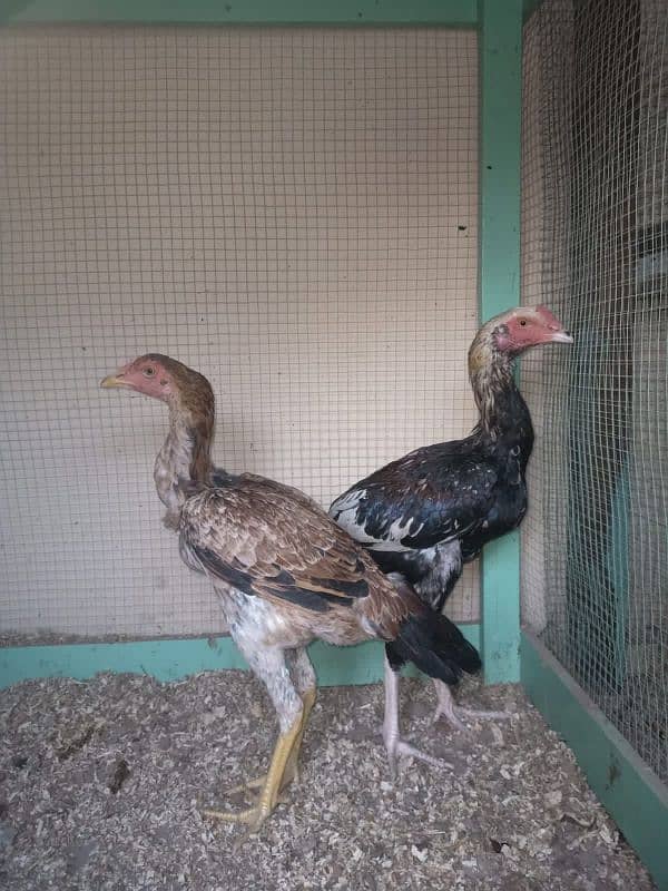 lasani pair health and active urgent sale 0