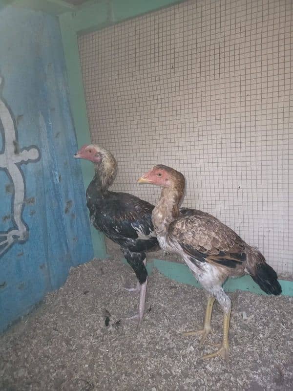 lasani pair health and active urgent sale 4