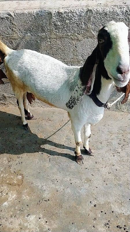 pateri bakri for sale urgent 3