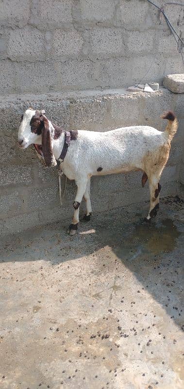 pateri bakri for sale urgent 4