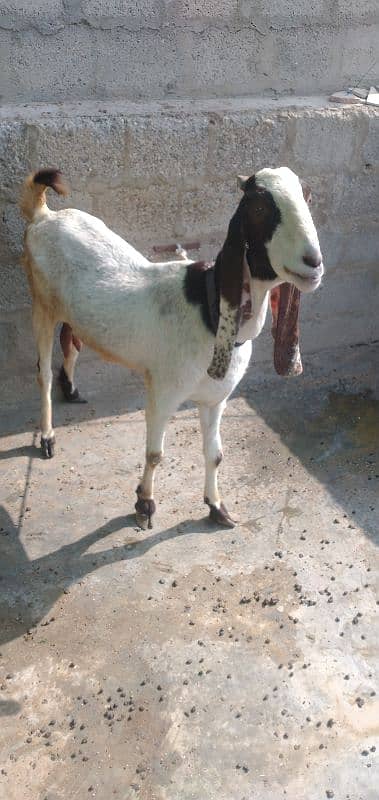 pateri bakri for sale urgent 6