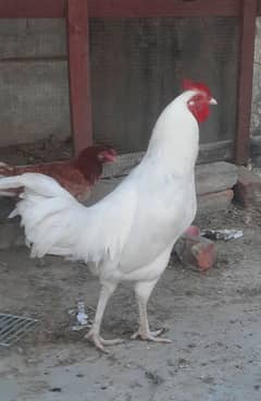 Pure Desi Fully Paper White (Heera) Murga