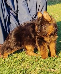 German shepherd proper long cot black mask female 42 day for sale