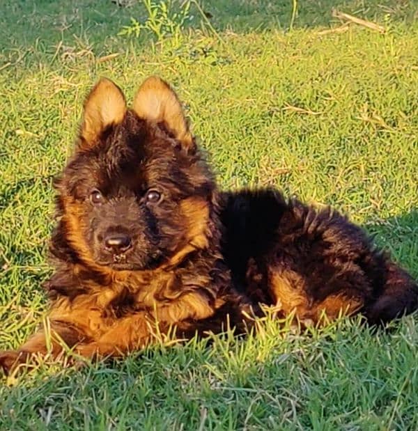 German shepherd proper long cot black mask female 42 day for sale 1