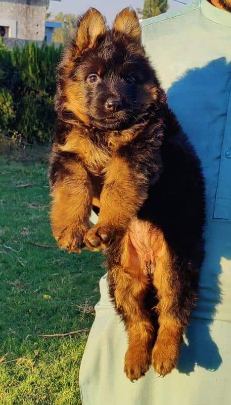 German shepherd proper long cot black mask female 42 day for sale 2