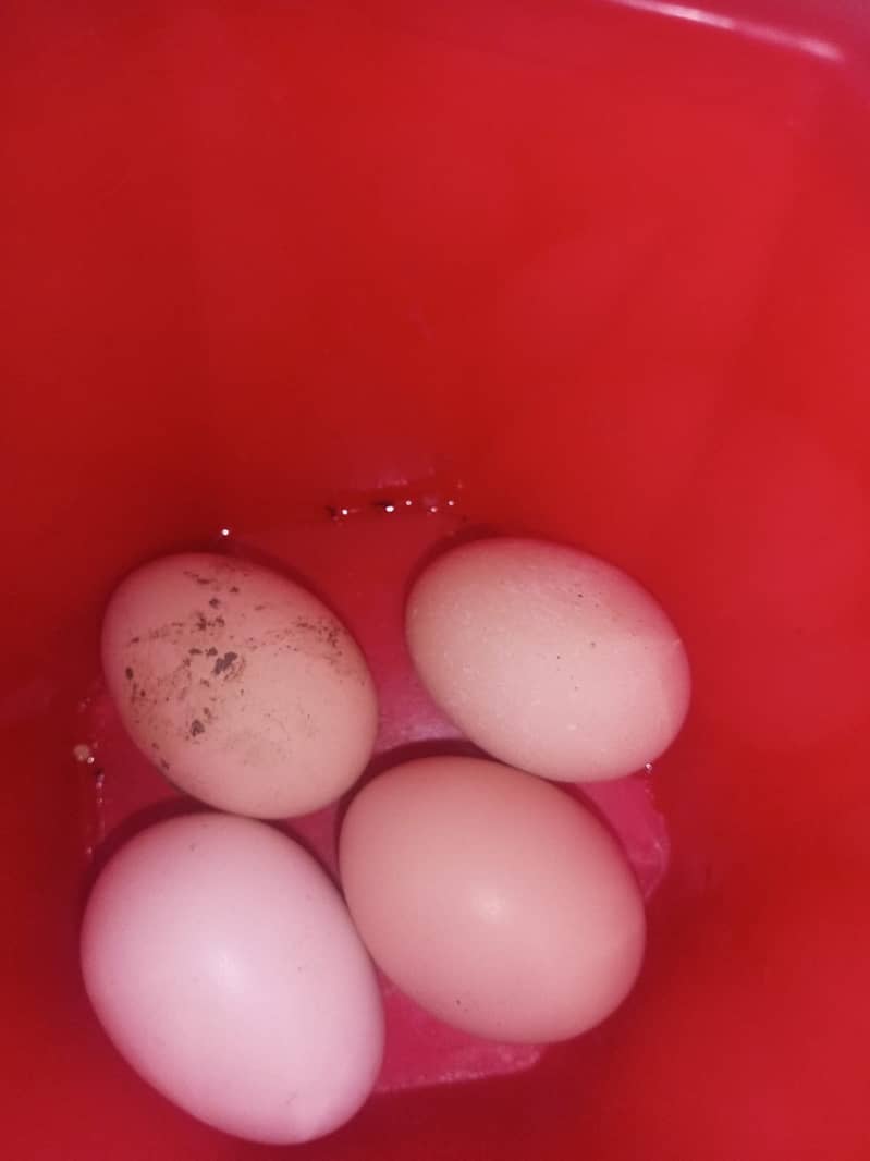 egg laying hens sale 2