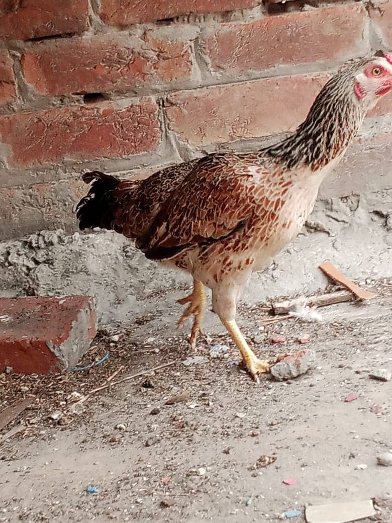 egg laying hens sale 3