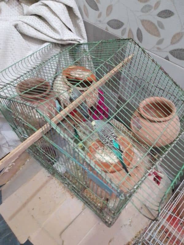 Australian parrot for sale  1 pair 1000 ka 4