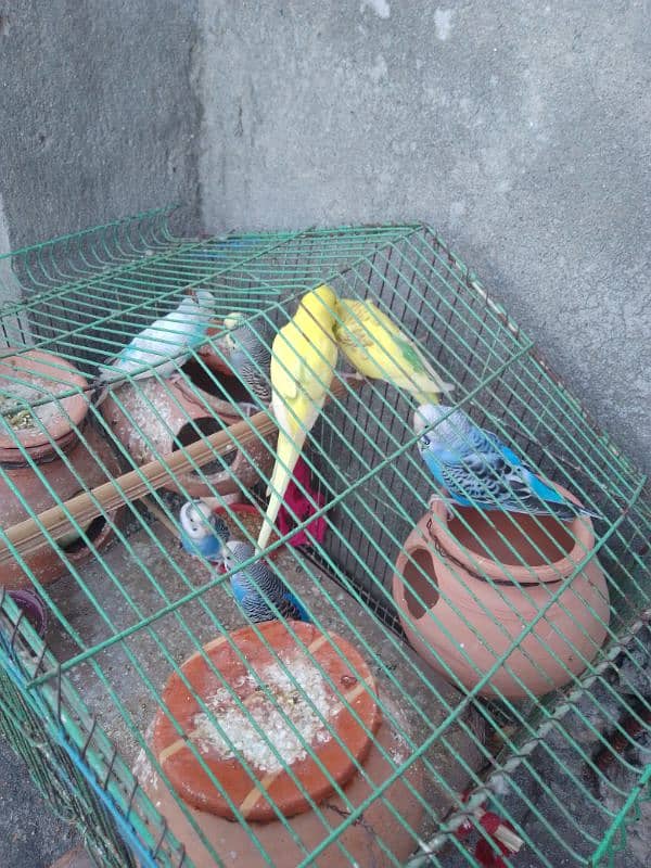 Australian parrot for sale  1 pair 1000 ka 5