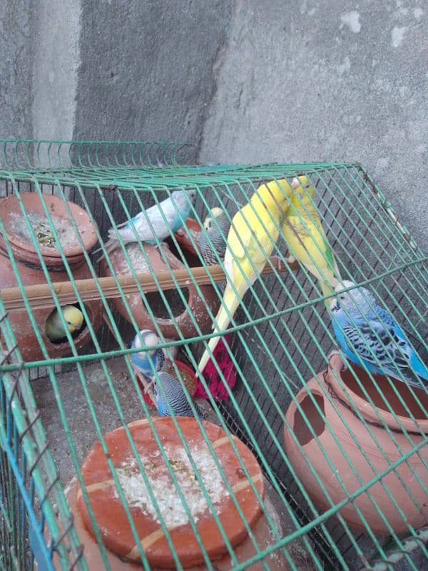 Australian parrot for sale  1 pair 1000 ka 6