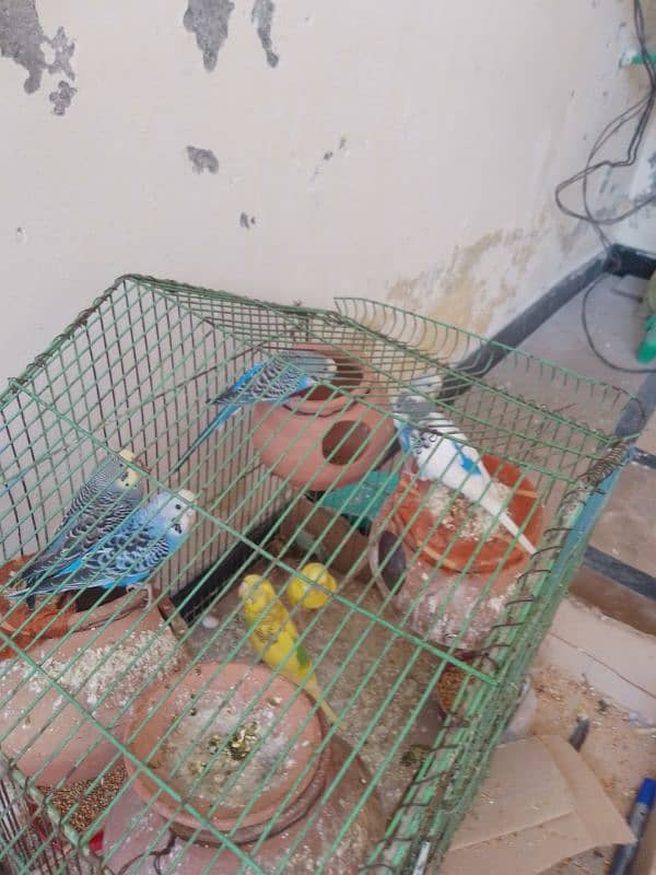 Australian parrot for sale  1 pair 1000 ka 7