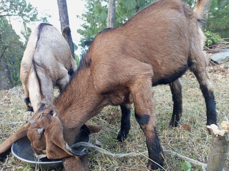 2 Male Goat 6 months Gor sale 1