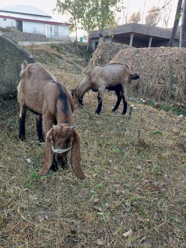 2 Male Goat 6 months Gor sale 5