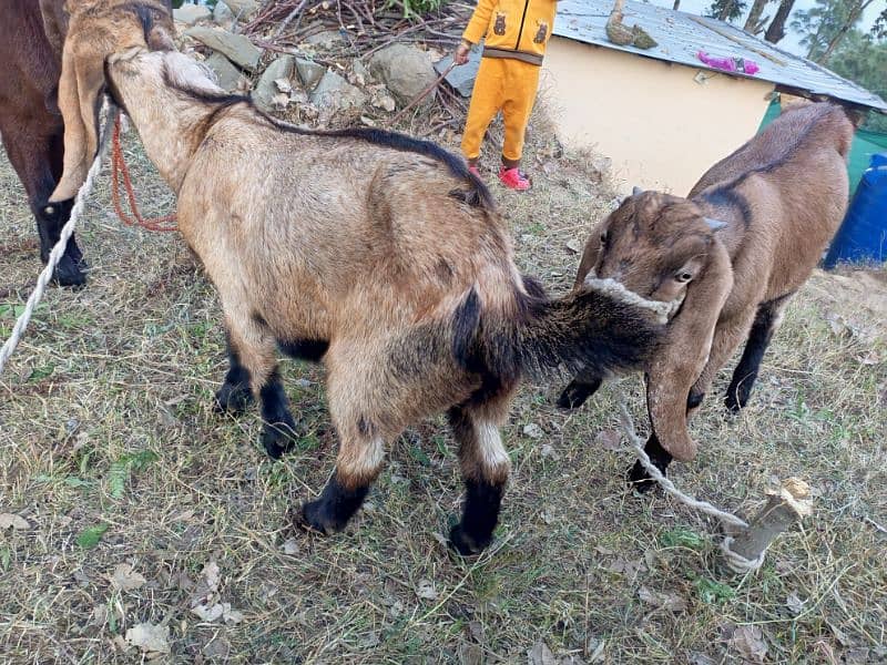 2 Male Goat 6 months Gor sale 6