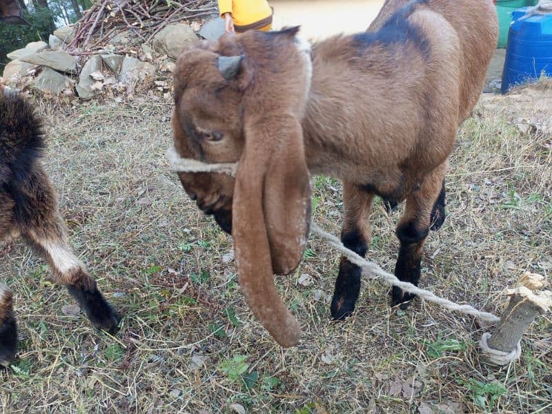 2 Male Goat 6 months Gor sale 7