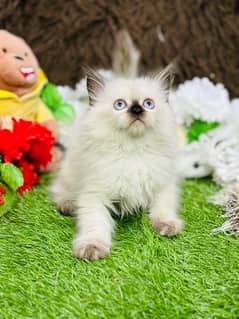 Persian Kittens Ready For New Home