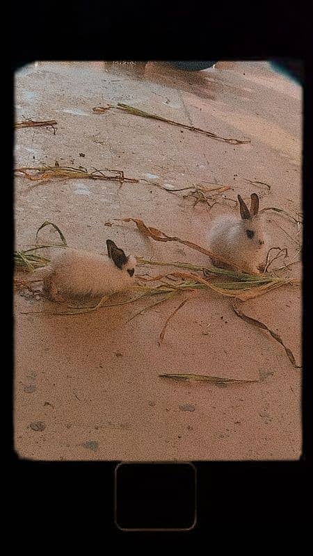 Angora Teddy babies 0