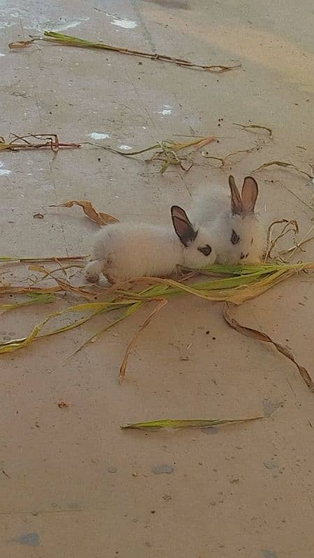 Angora Teddy babies 3