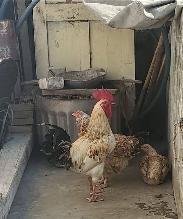 murga hen breeder 0