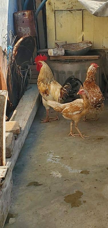 murga hen breeder 1