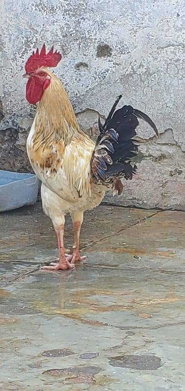 murga hen breeder 2