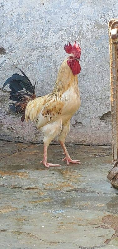 murga hen breeder 3