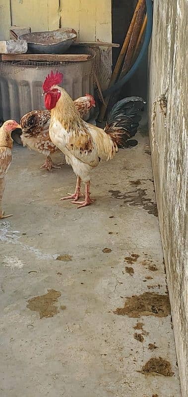 murga hen breeder 4