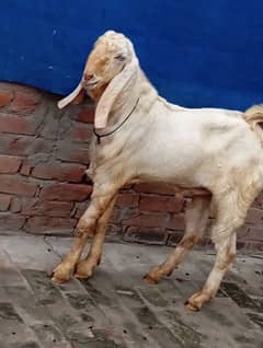 bakra