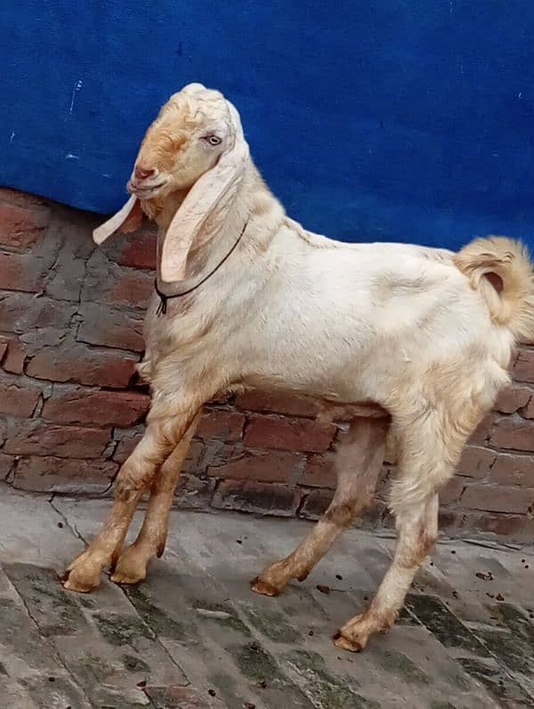 bakra 1