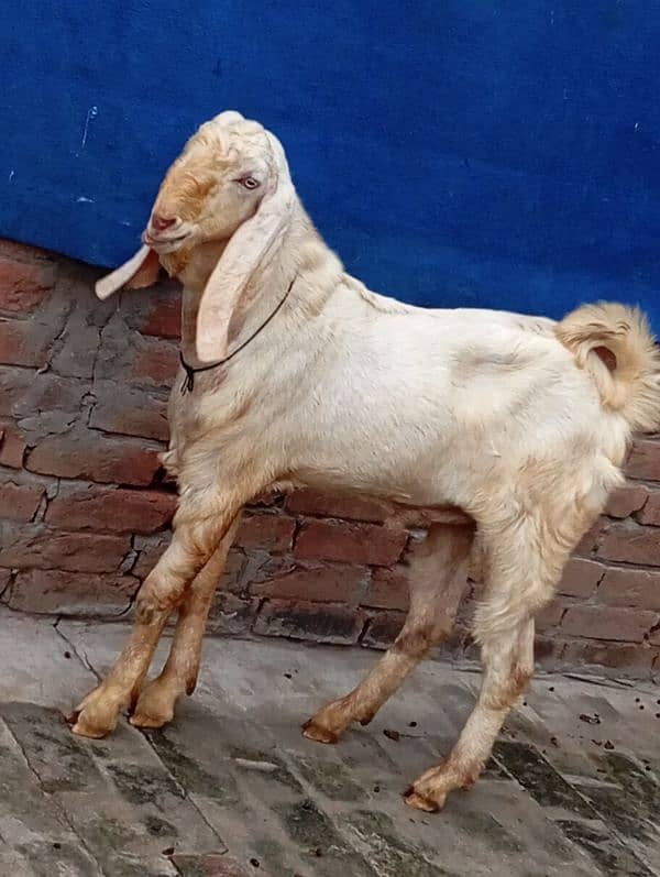 bakra 2