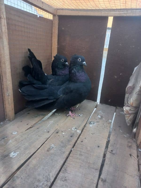 black fantail pegions for sale 0