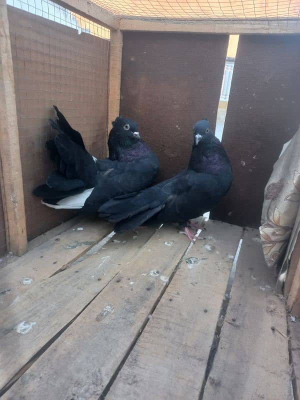 black fantail pegions for sale 1