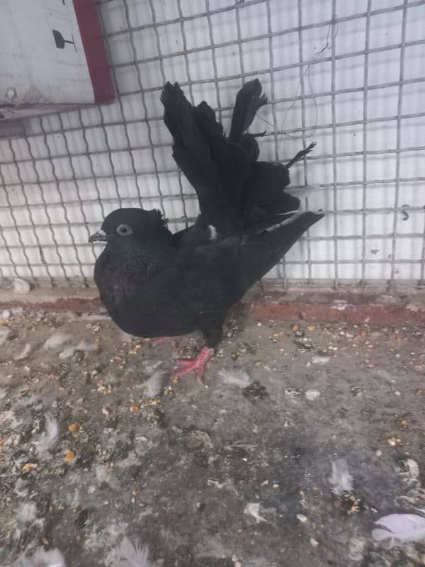 black fantail pegions for sale 5