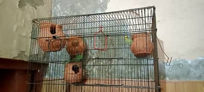 autralian parrot one pair plus one single piece plus cage