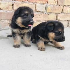 German shepherd puppies for sale / puppy / GSD pup / german shepherd