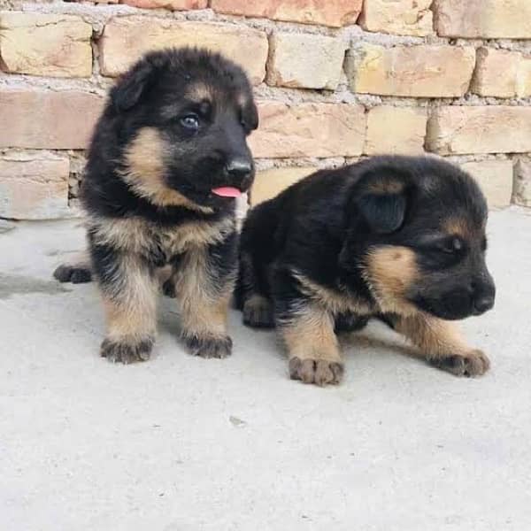 German shepherd puppies for sale / puppy / GSD pup / german shepherd 0