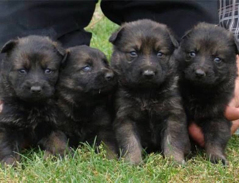 German shepherd puppies for sale / puppy / GSD pup / german shepherd 2